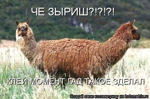 ЧЕ ЗЫРИШ?!?!?! КЛЕЙ МОМЕНТ ГАД ТАКОЕ ЗДЕЛАЛ... Котоматрица: ЧЕ ЗЫРИШ?!?!?! КЛЕЙ МОМЕНТ ГАД ТАКОЕ ЗДЕЛАЛ