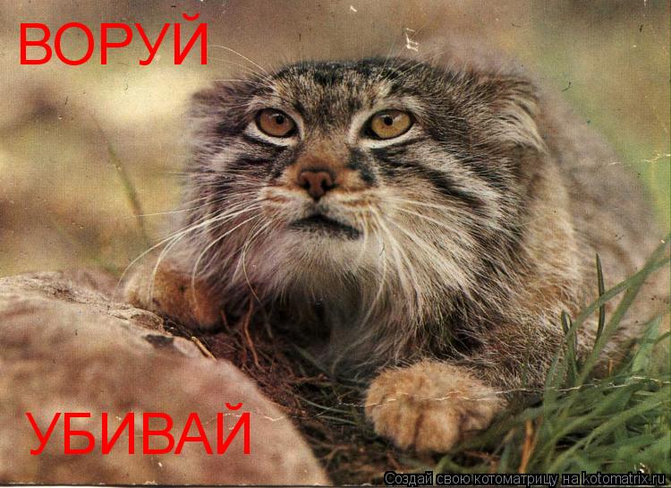 ВОРУЙ УБИВАЙ... Котоматрица: ВОРУЙ УБИВАЙ