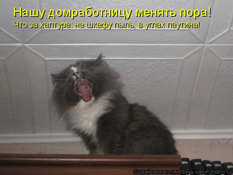 Котоматрица: Нашу домработницу менять пора! Что за халтура: на шкафу пыль, в углах паутина!