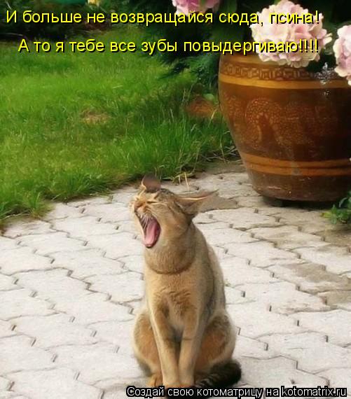 И больше не возвращайся сюда, псина! А то я тебе все зубы повыдергиваю!!!!... Котоматрица: И больше не возвращайся сюда, псина! А то я тебе все зубы повыдергиваю!!!!