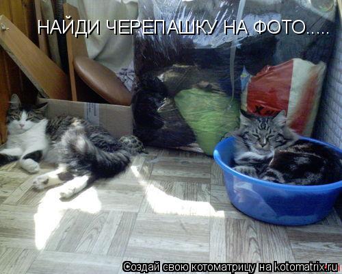 Котоматрица: НАЙДИ ЧЕРЕПАШКУ НА ФОТО.....