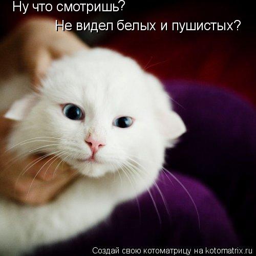 Котоматрица: Ну что смотришь Не видел белых и пушистых? ?
