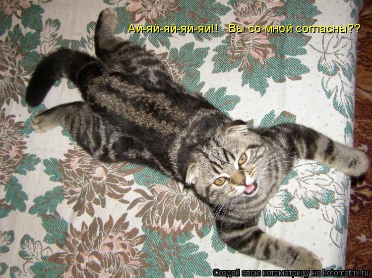 Ай-яй-яй-яй-яй!! Вы со мной согласны??... Котоматрица: Ай-яй-яй-яй-яй!! Вы со мной согласны??