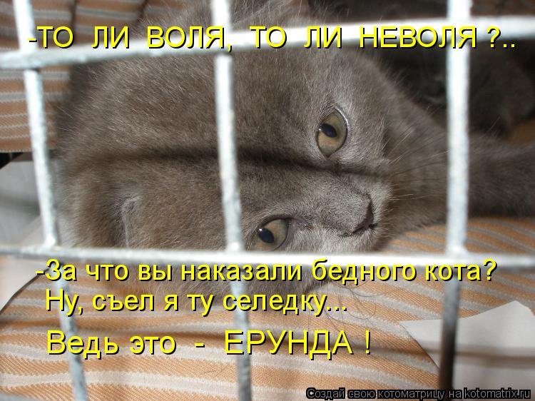 Котоматрица: -ТО  ЛИ  ВОЛЯ,  ТО  ЛИ  НЕВОЛЯ ?.. -За что вы наказали бедного кота? Ну, съел я ту селедку... Ведь это  -  ЕРУНДА !