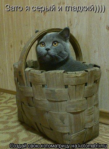 Зато я серый и гладкий))))... Котоматрица: Зато я серый и гладкий))))
