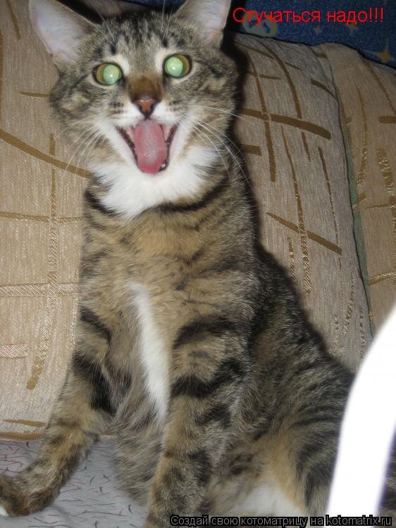 Стучаться надо!!!... Котоматрица: Стучаться надо!!!