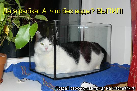 Да я рыбка! А что без воды? ВЫПИЛ!... Котоматрица: Да я рыбка! А что без воды? ВЫПИЛ!