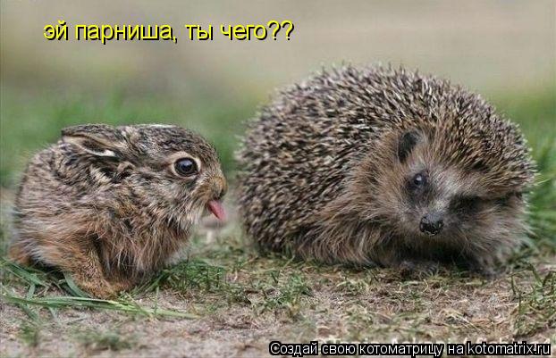 Котоматрица: эй парниша, ты чего??
