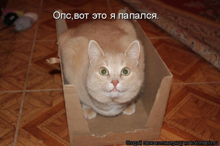 Котоматрица: Опс,вот это я папался.