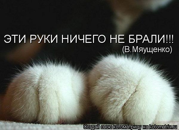 ЭТИ РУКИ НИЧЕГО НЕ БРАЛИ!!! (В.Мяущенко)... Котоматрица: ЭТИ РУКИ НИЧЕГО НЕ БРАЛИ!!! (В.Мяущенко)