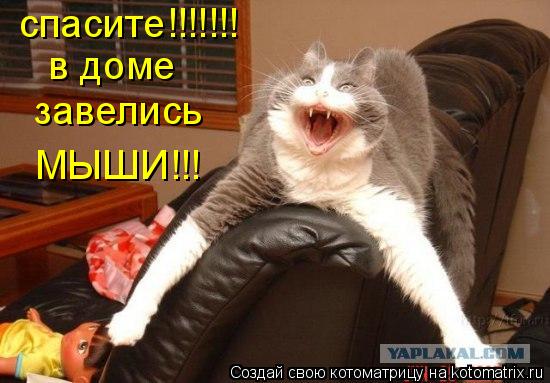 Котоматрица: в доме  завелись МЫШИ!!! спасите!!!!!!!