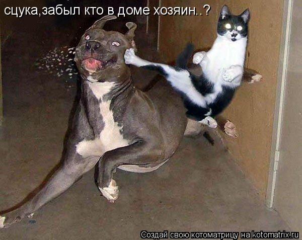 сцука,забыл кто в доме хозяин..?... Котоматрица: сцука,забыл кто в доме хозяин..?