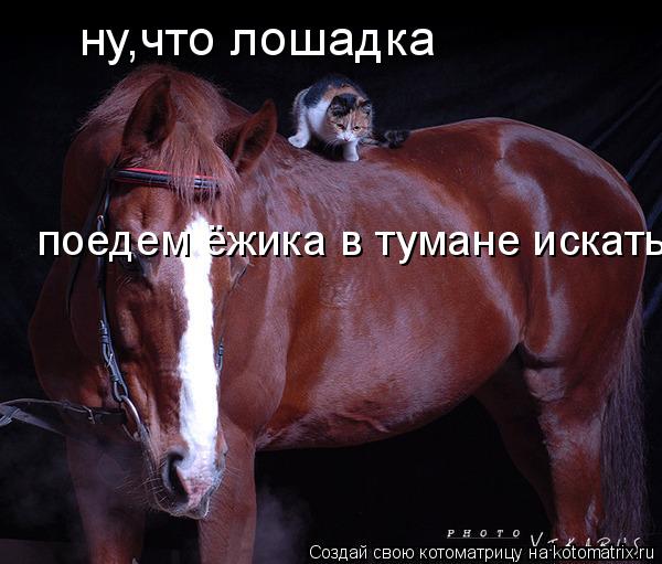 ну,что лошадка поедем ёжика в тумане искать...... Котоматрица: ну,что лошадка поедем ёжика в тумане искать...