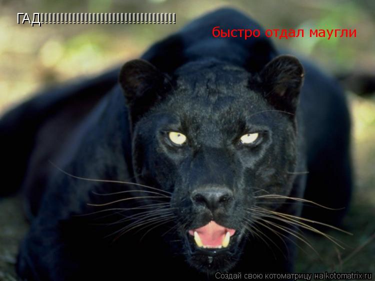 ГАД!!!!!!!!!!!!!!!!!!!!!!!!!!!!!!!!!! быстро отдал маугли... Котоматрица: ГАД!!!!!!!!!!!!!!!!!!!!!!!!!!!!!!!!!! быстро отдал маугли