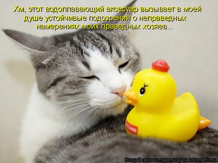 Котоматрица: Хм, этот водоплавающий аксесуар вызывает в моей  душе устойчивые подозрения о неправедных намерениях моих праведных хозяев...