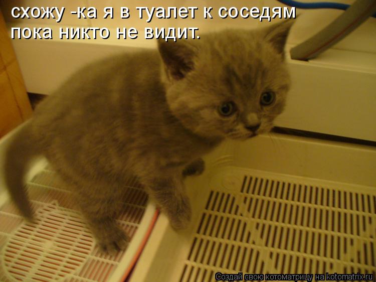схожу -ка я в туалет к соседям пока никто не видит.... Котоматрица: схожу -ка я в туалет к соседям пока никто не видит.