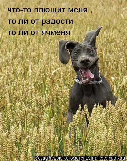 что-то плющит меня , то ли от радости то ли от ячменя... Котоматрица: что-то плющит меня , то ли от радости то ли от ячменя