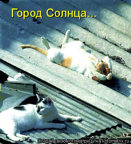 Котоматрица: Город Солнца...