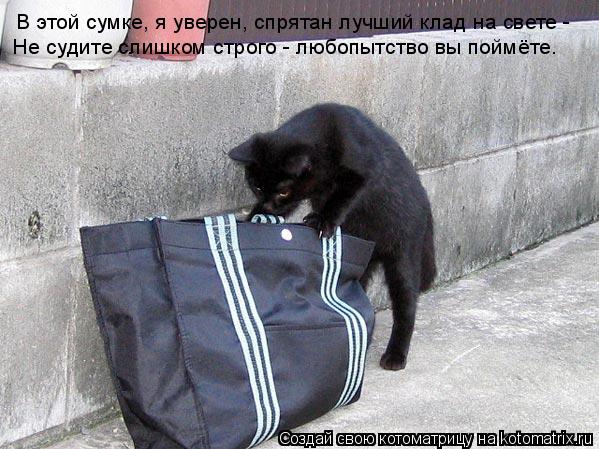 Котоматрица: В этой сумке, я уверен, спрятан лучший клад на свете - Не судите слишком строго - любопытство вы поймёте.