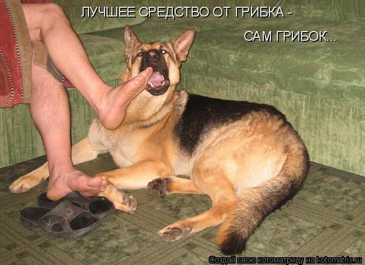 Котоматрица: ЛУЧШЕЕ СРЕДСТВО ОТ ГРИБКА - САМ ГРИБОК...