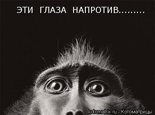 Котоматрица: ЭТИ  ГЛАЗА  НАПРОТИВ.........