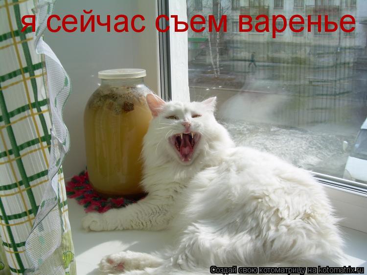 я сейчас съем варенье... Котоматрица: я сейчас съем варенье
