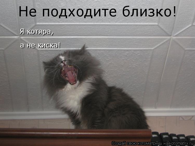 Котоматрица: Не подходите близко! Я котяра, а не киска!