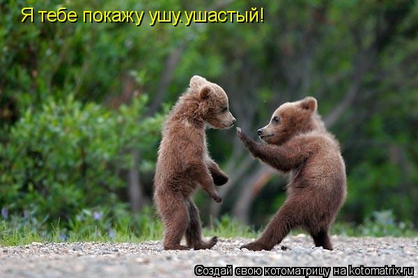 Я тебе покажу ушу.ушастый!... Котоматрица: Я тебе покажу ушу.ушастый!