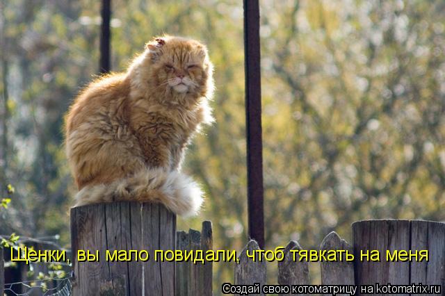 Щенки, вы мало повидали, чтоб тявкать на меня... Котоматрица: Щенки, вы мало повидали, чтоб тявкать на меня