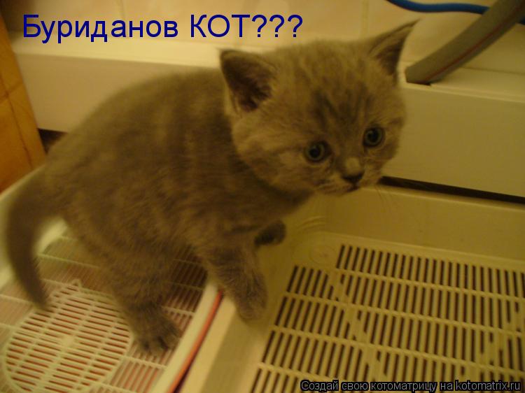 Буриданов КОТ???... Котоматрица: Буриданов КОТ???