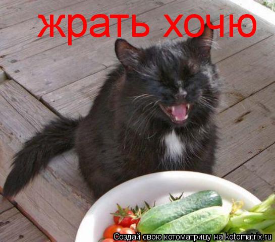 Котоматрица: жрать хочю