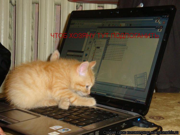 Котоматрица: ЧТОБ ХОЗЯНУ ТУТ ПОДПОГАНИТЬ