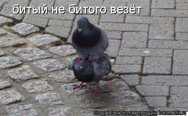 битый не битого везёт... Котоматрица: битый не битого везёт