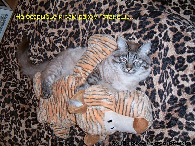 На безрыбье и сам раком *станешь...... Котоматрица: На безрыбье и сам раком *станешь...