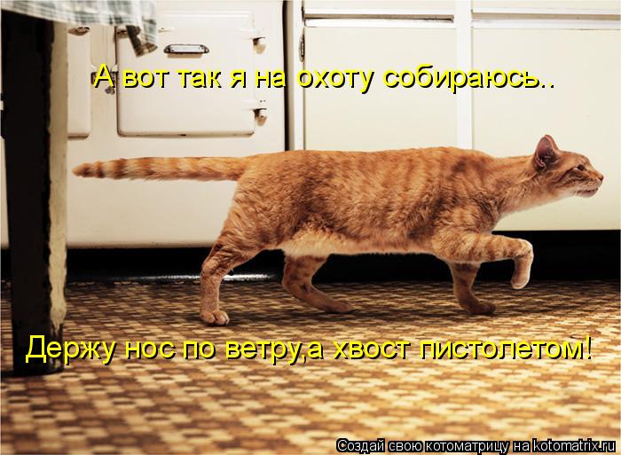 Котоматрица: А вот так я на охоту собираюсь.. Держу нос по ветру,а хвост пистолетом!