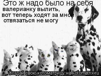 Котоматрица: Это ж надо было на себя валерианку вылить, вот теперь ходят за мной отвязаться не могу