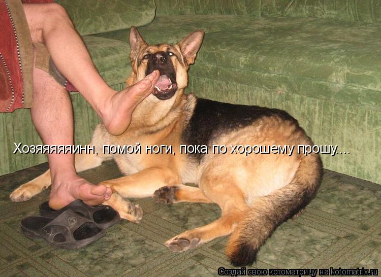 Котоматрица: Хозяяяяяинн, помой ноги, пока по хорошему прошу....