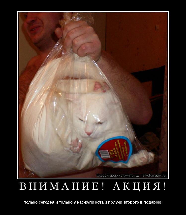 Котоматрица: В Н И М А Н И Е !   А К Ц И Я ! 