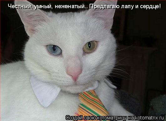 Котоматрица: Честный, умный, неженатый.. Предлагаю лапу и сердце!