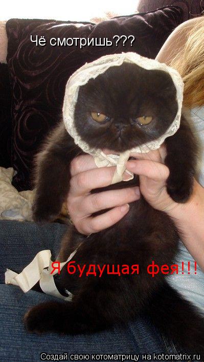 Чё смотришь??? Я будущая фея!!!... Котоматрица: Чё смотришь??? Я будущая фея!!!