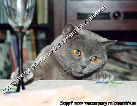 после пятой рюмки мир становится кавайнее.... Котоматрица: после пятой рюмки мир становится кавайнее.