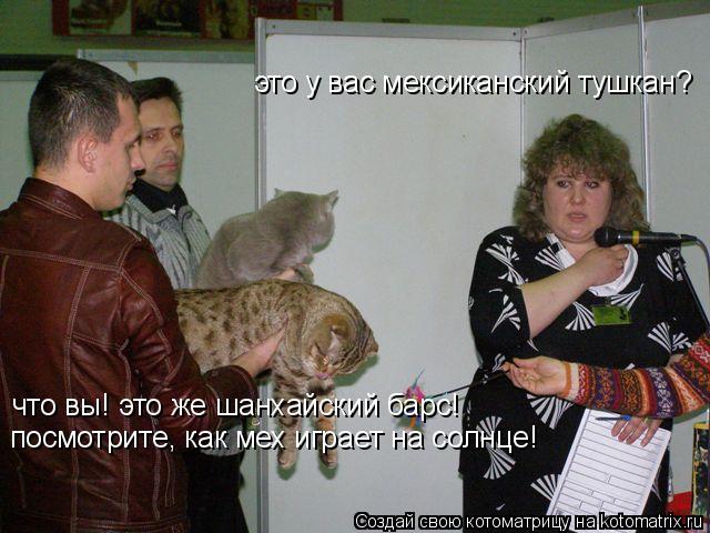 это у вас мексиканский тушкан? что вы! это же шанхайский барс! посмотрите, как мех играет на солнце!... Котоматрица: это у вас мексиканский тушкан? что вы! это же шанхайский барс! посмотрите, как мех играет на солнце!