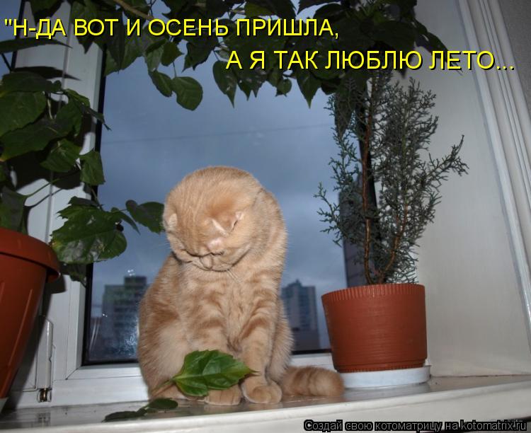 "Н-ДА ВОТ И ОСЕНЬ ПРИШЛА, А Я ТАК ЛЮБЛЮ ЛЕТО...... Котоматрица: "Н-ДА ВОТ И ОСЕНЬ ПРИШЛА, А Я ТАК ЛЮБЛЮ ЛЕТО...