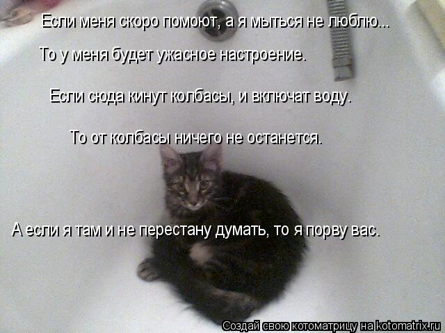 Если меня скоро помоют, а я мыться не люблю... То у меня будет ужасное настроение. Если сюда кинут к... Котоматрица: Если меня скоро помоют, а я мыться не люблю... То у меня будет ужасное настроение. Если сюда кинут колбасы, и включат воду. То от колбасы ничег