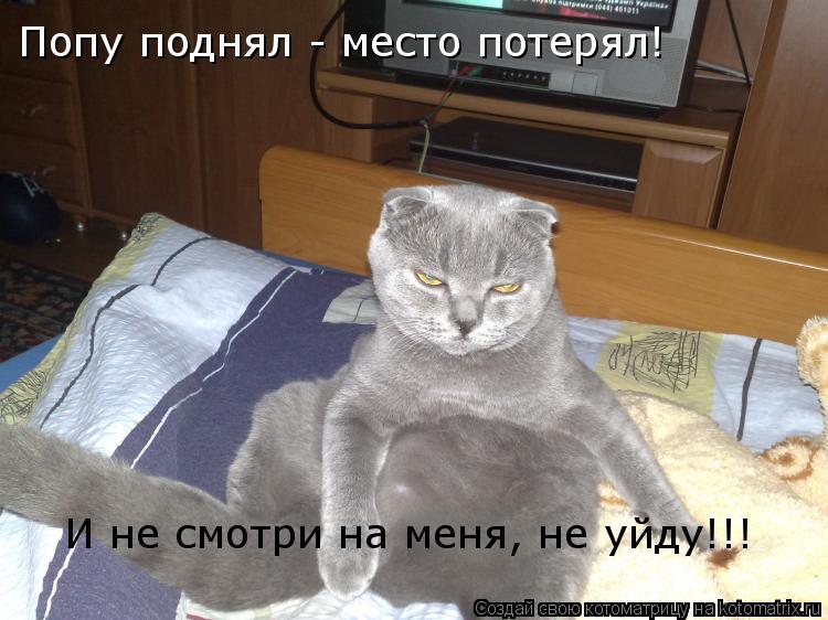Попу поднял - место потерял! И не смотри на меня, не уйду!!!... Котоматрица: Попу поднял - место потерял! И не смотри на меня, не уйду!!!