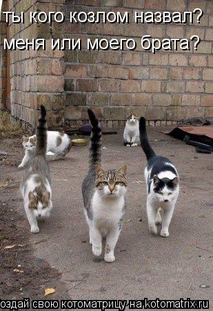 Котоматрица: ты кого козлом назвал? меня или моего брата?