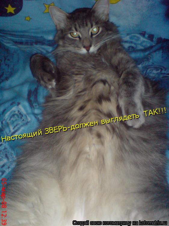 Настоящий ЗВЕРЬ-должен выглядеть ТАК!!!... Котоматрица: Настоящий ЗВЕРЬ-должен выглядеть ТАК!!!