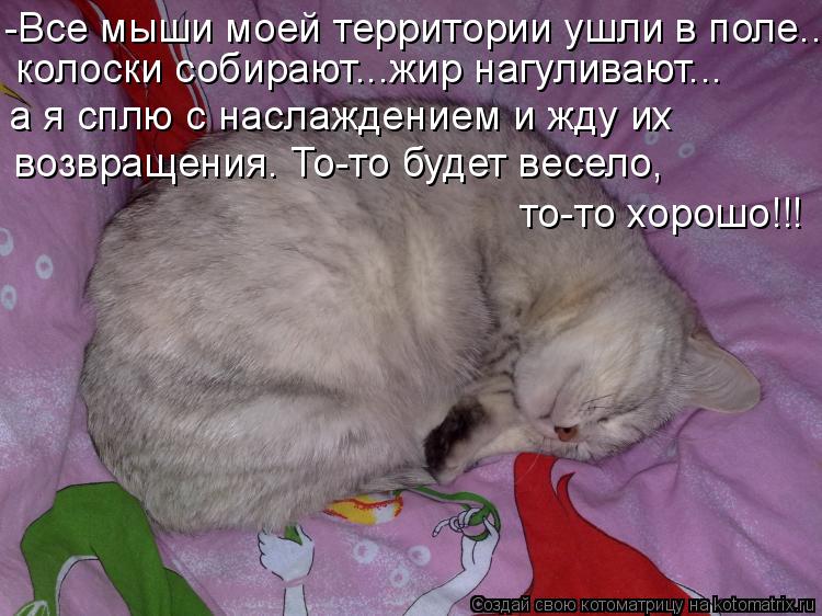 Котоматрица: -Все мыши моей территории ушли в поле... колоски собирают...жир нагуливают... а я сплю с наслаждением и жду их возвращения. То-то будет весело,  