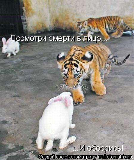 Посмотри смерти в лицо... ...И обосрись!... Котоматрица: Посмотри смерти в лицо... ...И обосрись!