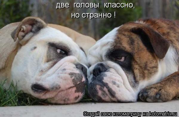 Котоматрица: две  головы  классно, но странно !